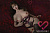 Секс кукла MMX Doll Meng Sha 164G Silicone 