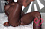Секс кукла Fanreal Ellie.B 173D Silicone 