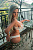 Мастурбатор торс Valery 84J SLE Silicone 