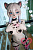Секс кукла SY Doll Moonvale Lyora.C 155B Silicone 