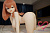 Купить Секс кукла Irokebijin Aiko 120 H Big ass S-TPE 
