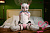 Секс кукла SY Doll Moonvale Lyora.C 155B Silicone 