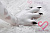 Секс кукла SY Doll Moonvale Velara.A 165D Silicone 