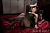 Секс кукла MMX Doll Rola 172C Silicone 